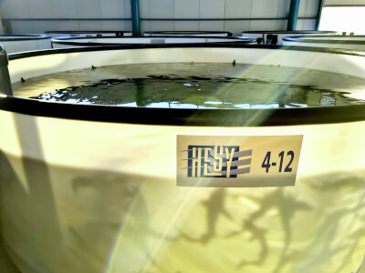 Azerbaijan Fish farm 1 1