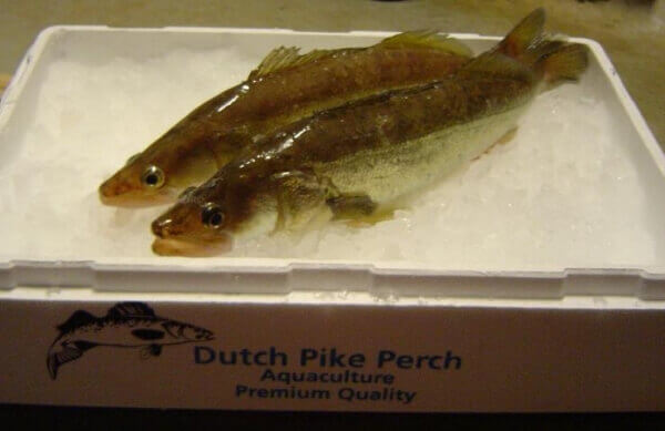 d040 pike perch2